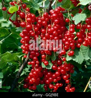 Redcurrant - `Maarses Prominent'   FRU031399 Stock Photo